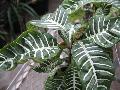 Zebra Plant / Aphelandra squarrosa 